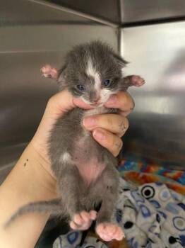 Patootie -  Domestic Short Hair Cat for Adoption in Lockhart, Texas - Patootie | PetCurious