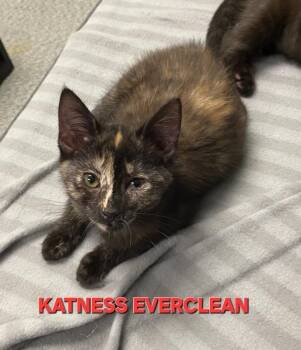 Katness Everclean -  Domestic Short Hair Cat for Adoption in Rome, Georgia - Katness Everclean | PetCurious