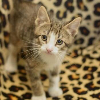 Juice -  Domestic Short Hair Cat for Adoption in Belleville, Illinois - Juice | PetCurious