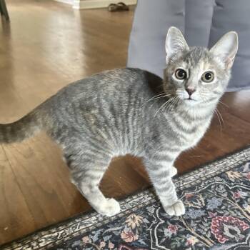 Violet -  American Shorthair Cat for Adoption in Lilburn, Georgia - Violet | PetCurious