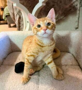 Sherbert -  Tabby Cat for Adoption in Knoxville, Tennessee - Sherbert | PetCurious