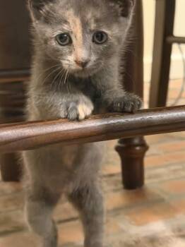 Dolly -  Domestic Short Hair Cat Available for Adoption in Johnson City, Tennessee - Dolly | PetCurious