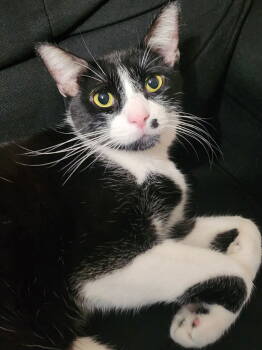 Rescue Domestic Short Hair Cats for Adoption in Glendale, Arizona - Conway Kitty | PetCurious