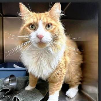 Simba -  Domestic Long Hair Cat for Adoption in Millcreek, Utah - Simba | PetCurious
