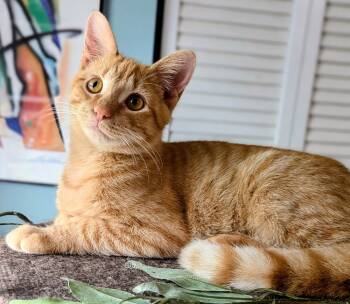 Rescue Domestic Short Hair Cats for Adoption in Cary, North Carolina - Rhinestone | PetCurious