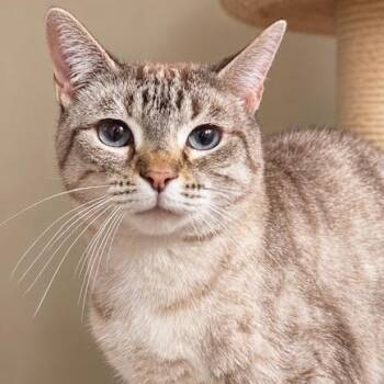 YUKI - LOVELY, LOVING LYNX POINT SIAMESE -  Siamese Cat for Adoption in Oakwood, Georgia - YUKI - LOVELY, LOVING LYNX POINT SIAMESE | PetCurious