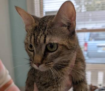 Saige -  Domestic Short Hair Cat for Adoption in Adrian, Michigan - Saige | PetCurious