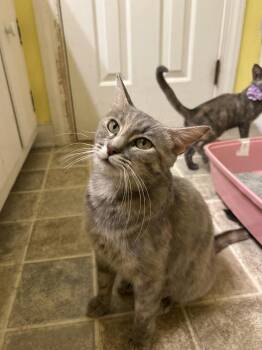 Fiona -  Domestic Short Hair Cat for Adoption in Richmond, Virginia - Fiona | PetCurious