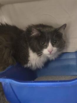 Lily-Rose -  Domestic Long Hair and Domestic Short Hair Cat for Adoption in Montreal, Quebec - Lily-Rose | PetCurious