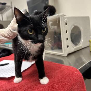 Susannah -  Domestic Short Hair Cat for Adoption in Reno, Nevada - Susannah | PetCurious