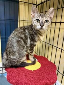 Candy - LOCATED IN NE WITH A FOSTER -  Domestic Short Hair Cat for Adoption in Boca Raton, Florida - Candy - LOCATED IN NE WITH A FOSTER | PetCurious