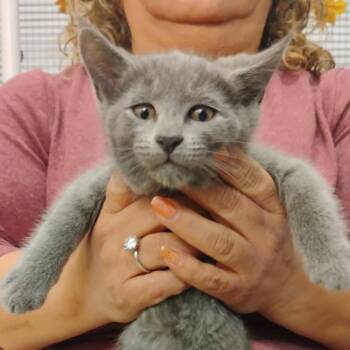 Domestic Short Hair Cats Available for Adoption - Dim Sum | PetCurious