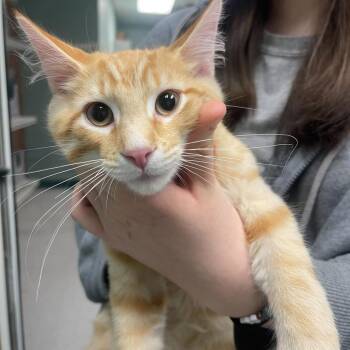 Domestic Short Hair Cats Available for Adoption - Harry | PetCurious