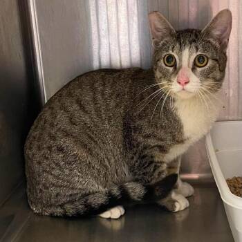Domestic Short Hair Cats Available for Adoption in Hemet, California - Stryker | PetCurious