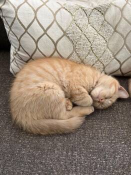 Freddie Purrcury -  Persian and Tabby Cat for Adoption in Dallas, Texas - Freddie Purrcury | PetCurious