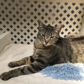 Tabby Cats Available for Adoption in Lompoc, California - Jax | PetCurious