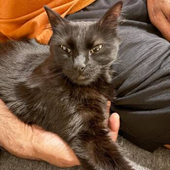 Violet -  Domestic Medium Hair Cat for Adoption in Austin, Texas - Violet | PetCurious