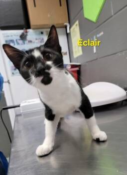 Domestic Short Hair Cats Available for Adoption in Fort Worth, Texas - Eclair | PetCurious