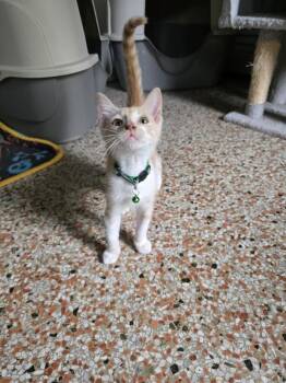 Roarie -  American Shorthair Cat for Adoption in Maitland, Florida - Roarie | PetCurious