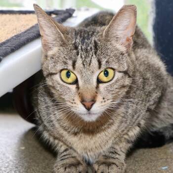 Domestic Short Hair Cats Available for Adoption in Allentown, Pennsylvania - Yolanda | PetCurious