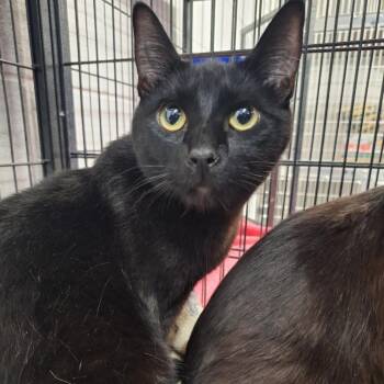 Domestic Medium Hair Cats Available for Adoption - Mars | PetCurious