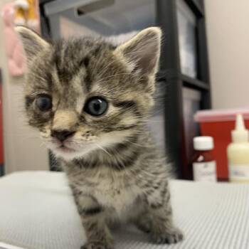 Domestic Short Hair Cats Available for Adoption in Morganton, North Carolina - Marion | PetCurious
