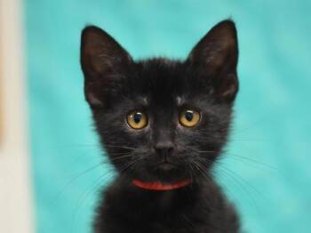 River Delta -  Domestic Short Hair Cat for Adoption in Portland, Oregon - River Delta | PetCurious