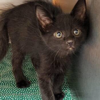 Domestic Long Hair Cats Available for Adoption in Corsicana, Texas - Saffron K45738 | PetCurious