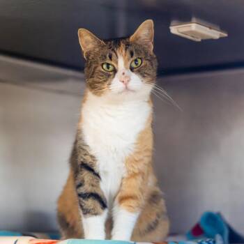 Domestic Short Hair Cats Available for Adoption - Lady Bug | PetCurious