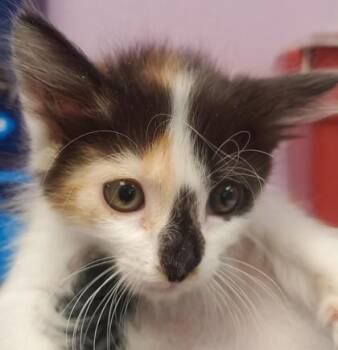 Sweety* -  Domestic Short Hair Cat Available for Adoption in El Paso, Texas - Sweety* | PetCurious