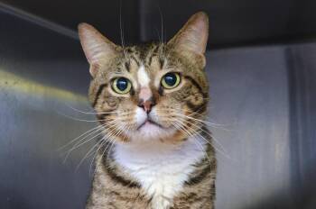 Whiskey -  Domestic Short Hair Cat for Adoption in Sanford, Florida - Whiskey | PetCurious