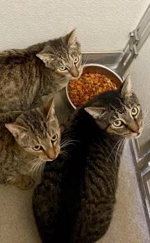 Rescue Domestic Short Hair and Tabby Cats for Adoption in New Canaan, Connecticut - Three Cats | PetCurious