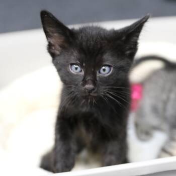 Domestic Short Hair Cats Available for Adoption in Cut Bank, Montana - Mowgli | PetCurious