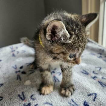 Domestic Short Hair Cats Available for Adoption in Fairway, Kansas - Mel | PetCurious