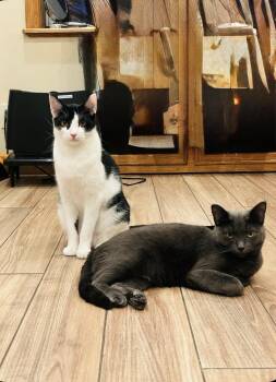 Rescue Domestic Short Hair Cats for Adoption - Pogo And Adoree | PetCurious