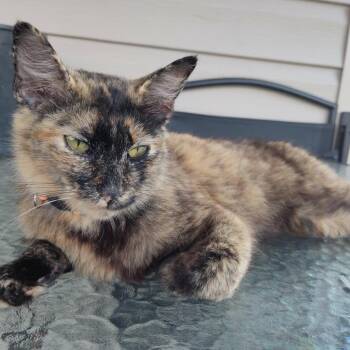Star -  American Shorthair Cat for Adoption in Mount Vernon, Arkansas - Star | PetCurious