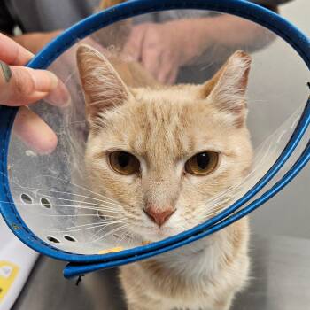 Daphne -  Domestic Short Hair Cat for Adoption in Oneonta, New York - Daphne | PetCurious