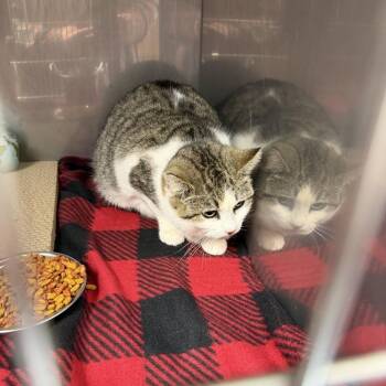 Domestic Short Hair Cats Available for Adoption in New York, New York - Mama Girl | PetCurious