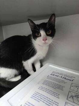 Domestic Short Hair Cats Available for Adoption in Sevierville, Tennessee - Milky Way | PetCurious