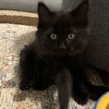Rescue Domestic Long Hair Cats for Adoption in Buffalo, New York - Goby - Under The Sea | PetCurious