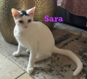 Rescue Turkish Van Cats for Adoption - Sara | PetCurious