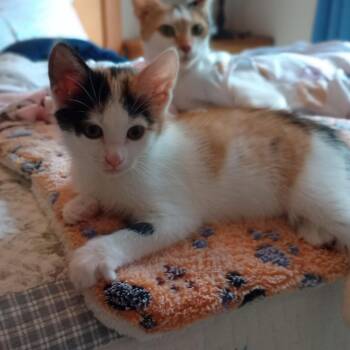 Iris -  Domestic Short Hair Cat for Adoption in Cumming, Georgia - Iris | PetCurious