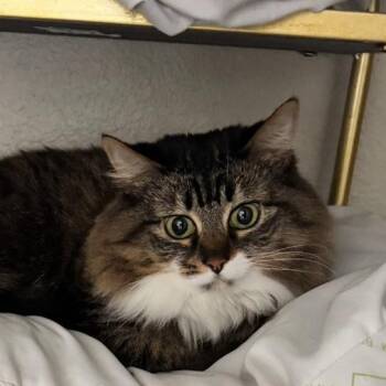 Little Kitty -  Domestic Long Hair Cat for Adoption in Las Vegas, Nevada - Little Kitty | PetCurious