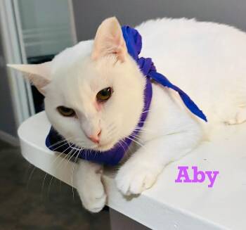 Rescue Siamese Cats for Adoption - Aby | PetCurious