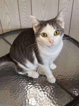 Angel -  Domestic Short Hair Cat for Adoption in Cromwell, Kentucky - Angel | PetCurious