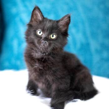 Fluffin Puff -  Domestic Medium Hair Cat for Adoption in Brownsboro, Alabama - Fluffin Puff | PetCurious