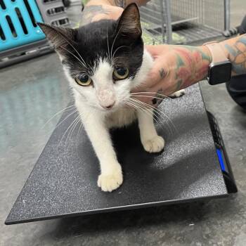Lolita -  Domestic Short Hair Cat for Adoption in Dickinson, Texas - Lolita | PetCurious