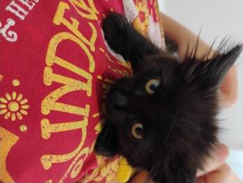 Sun Beam -  Domestic Short Hair Cat for Adoption in Fruit Heights, Utah - Sun Beam | PetCurious