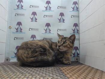Domestic Short Hair Cats Available for Adoption in Orlando, Florida - APRIL | PetCurious