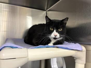 Domestic Short Hair Cats Available for Adoption - PEEPERS | PetCurious